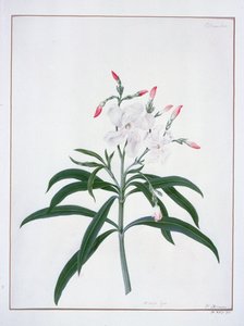 Blomsterstudier, 1700-tallet (akvarel)